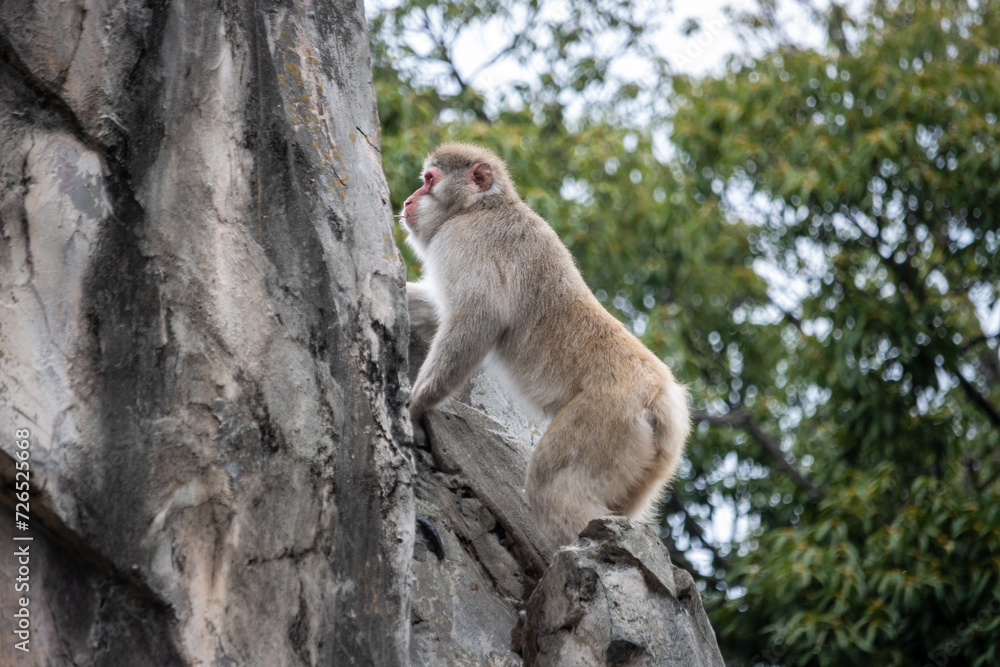 Tokyo, Japan, 31 October 2023: Monkey perched on a rocky ledge observing its surroundings.
