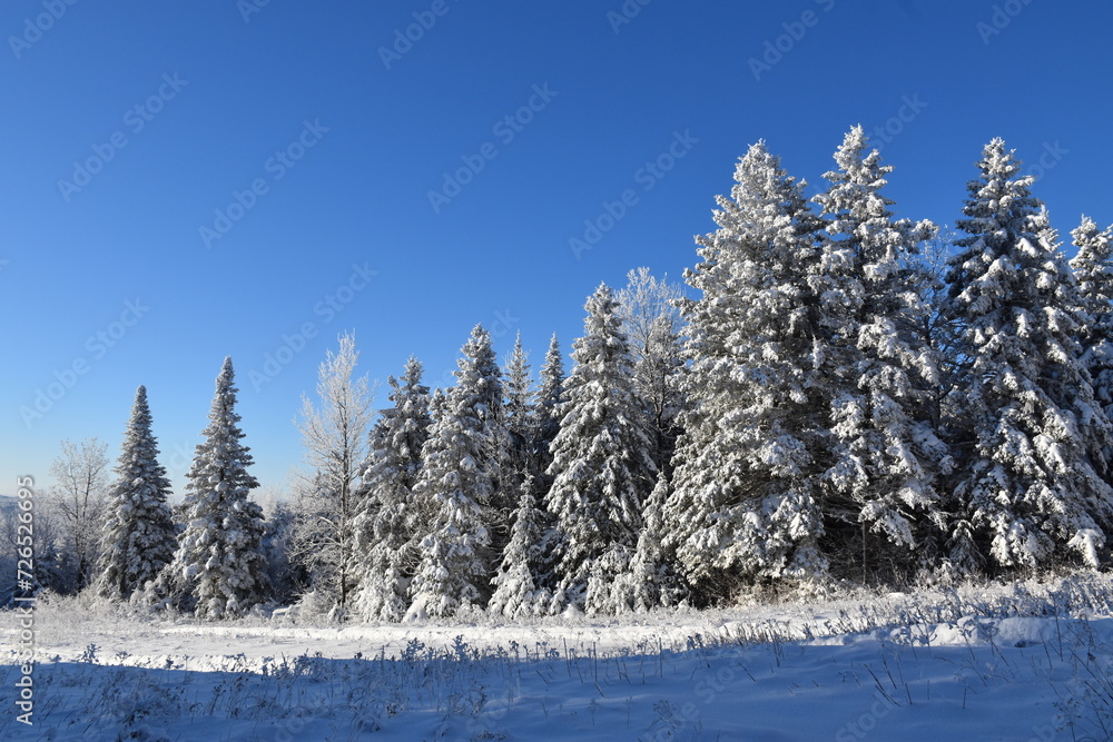 A forest of frosted coniferous trees, Sainte-Apolline, Québec, Canada A forest of frosted coniferous trees, Sainte-Apolline, Québec, Canada