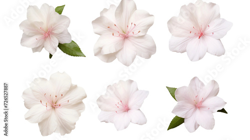Azalea Collection     Vibrant Floral Artwork for Garden Design  Perfume  and Digital Projects in 3D with Transparent Background