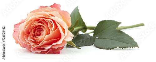 red rose isolated on white