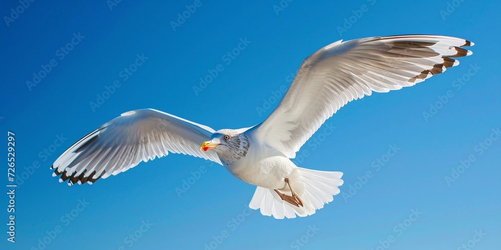 Solitary seagull soaring against a backdrop of azure sky. Solitary seagull soaring against a backdrop of azure sky.
