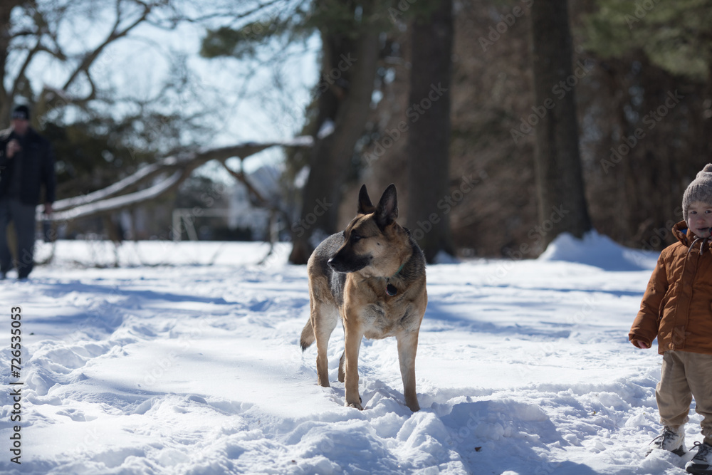 German shepherd dog on snow in winter day German shepherd dog on snow in winter day