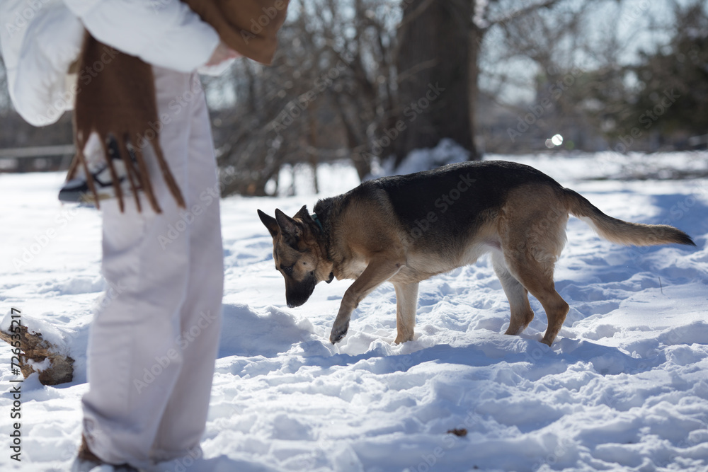 Naklejka premium German shepherd dog on snow in winter day