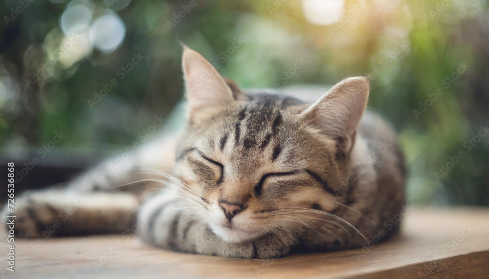 lazy cat peacefully napping on a cozy blanket, radiating tranquility and contentment lazy cat peacefully napping on a cozy blanket, radiating tranquility and contentment
