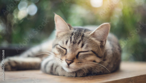 lazy cat peacefully napping on a cozy blanket, radiating tranquility and contentment