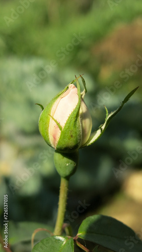 ready to bloom pinky rose bud in clear sunny day. beautiful rosebud of rose bush.