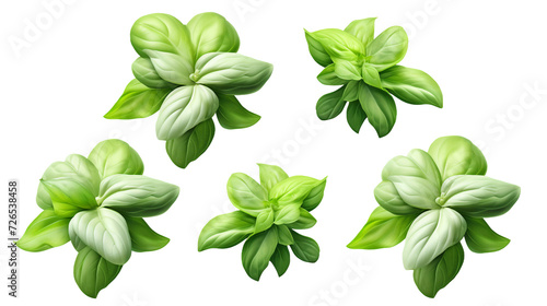 Basil Plant Collection – Aromatic Herbs for Culinary and Design Delights, PNG 3D Illustrations with Transparent Backgrounds