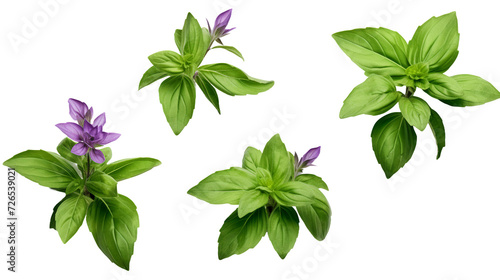 Basil Plant Collection – Aromatic Herbs for Culinary and Design Delights, PNG 3D Illustrations with Transparent Backgrounds