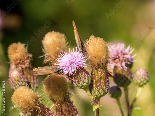 White-letter Hairstreak Feeding on Creeping Thistle photo