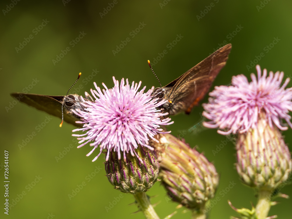 Two White-letter Hairstreak Feeding on Creeping Thistle Two White-letter Hairstreak Feeding on Creeping Thistle