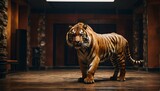 A tiger gracefully walks through a well-lit room in a studio setting.