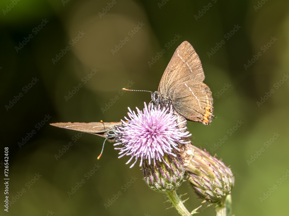 Two White-letter Hairstreak Feeding on Creeping Thistle Two White-letter Hairstreak Feeding on Creeping Thistle