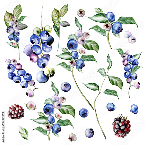 Watercolor set of elements of flowers and fruit berries with green leaves.