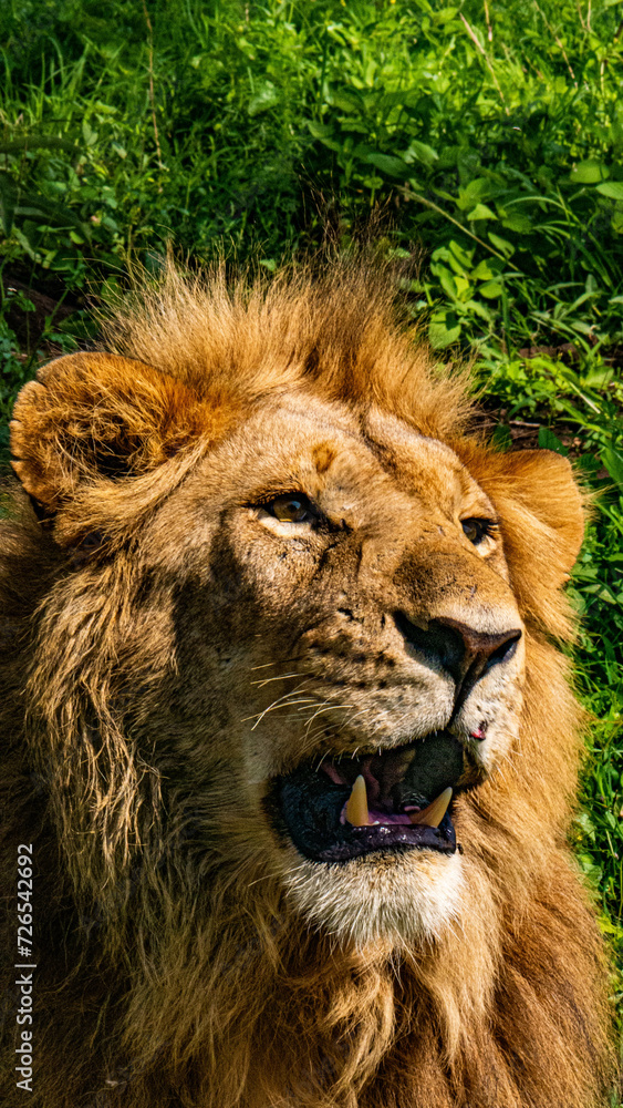 Lion dans le parc de Togoro en Tanzanie / Lion in the Togoro Park in Tanzania