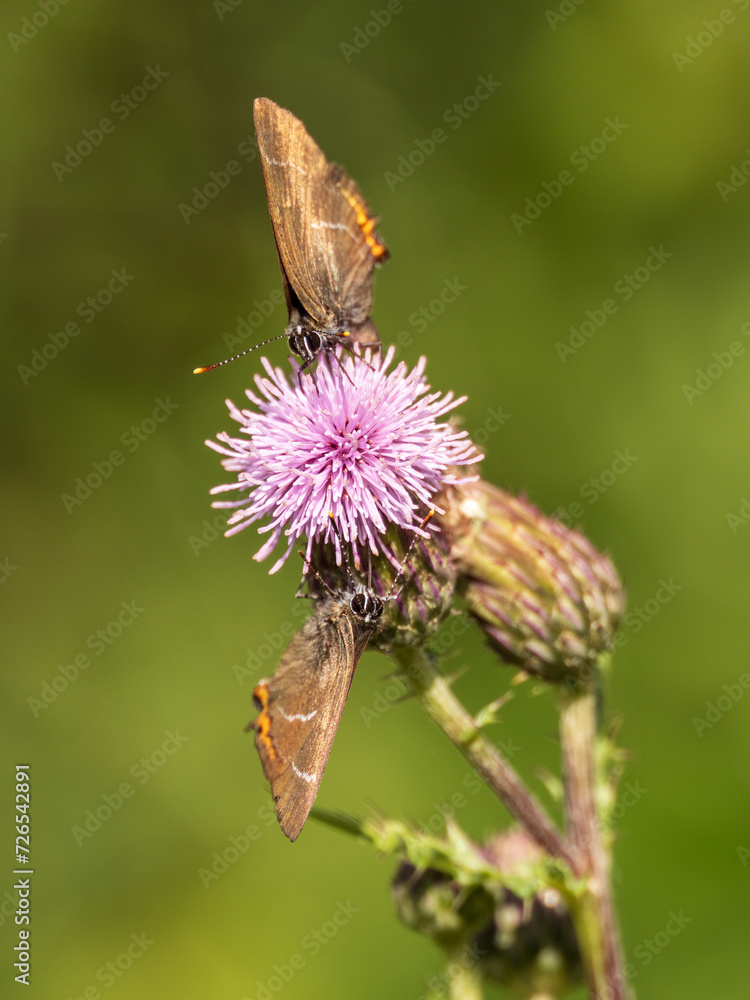 Fototapeta premium Two White-letter Hairstreak Feeding on Creeping Thistle
