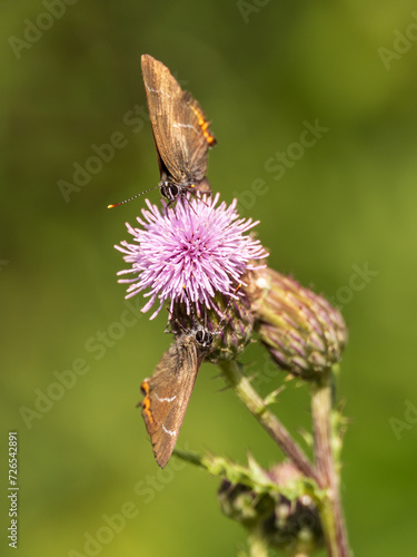 Two White-letter Hairstreak Feeding on Creeping Thistle photo