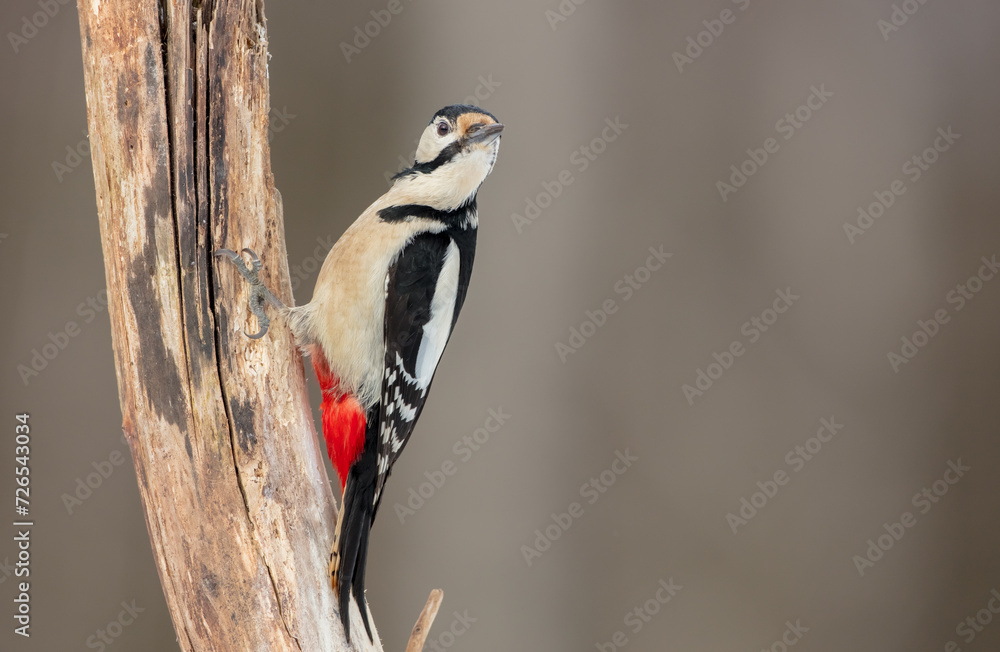 Great Spotted Woodpecker - male - in the wet forest in winter Great Spotted Woodpecker - male - in the wet forest in winter