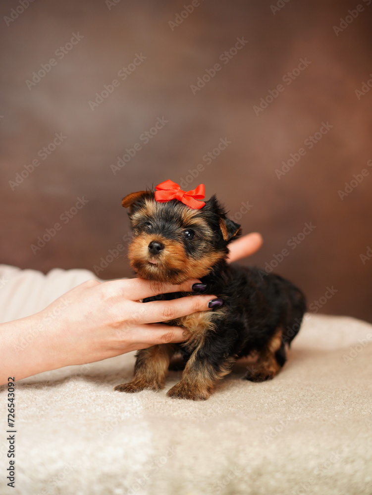 A small Yorkshire terrier puppy sits in the arms of a woman on a brown background. Cute dog. Copy space for text	