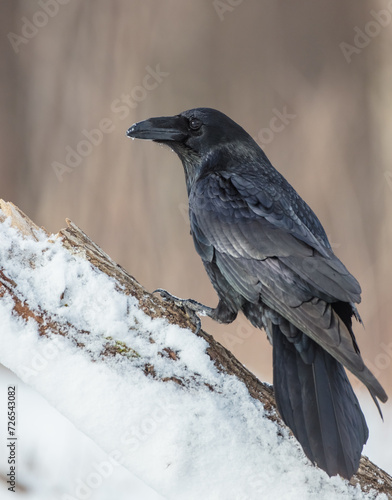 Common Raven - in winter at a wet forest © Simonas