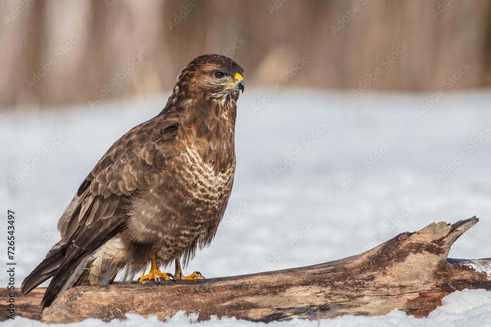 Common Buzzard in winter at a wet forest Common Buzzard in winter at a wet forest