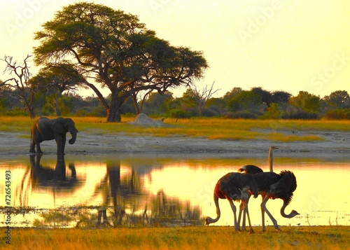 A flock of Ostriches join an Elephant for a drink