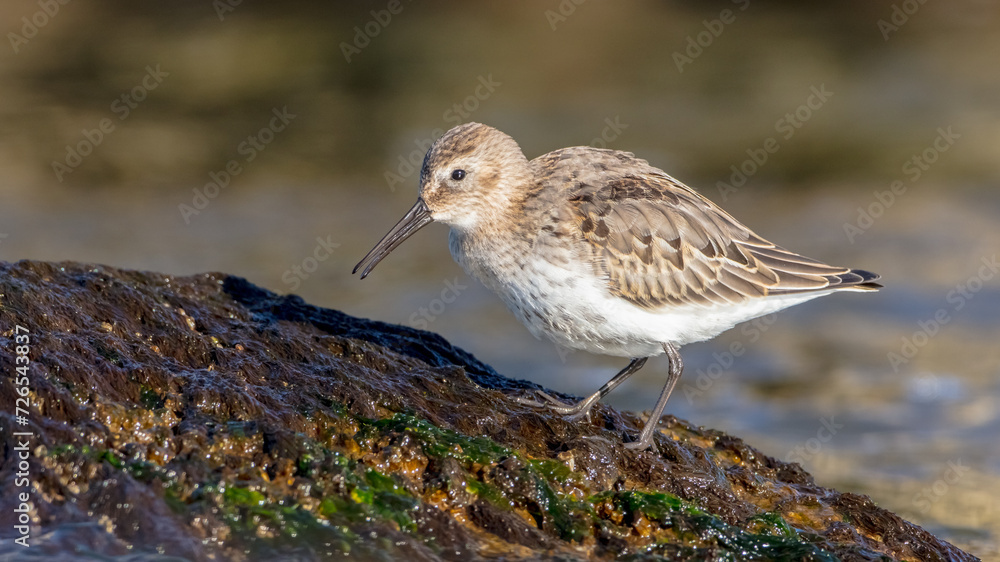 Dunlin - young bird at a seashore on the autumn migration way Dunlin - young bird at a seashore on the autumn migration way