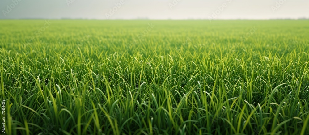 Obraz premium Green grass field texture background.