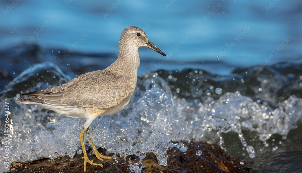 Red Knot - on the autumn migration way at a seashore Red Knot - on the autumn migration way at a seashore