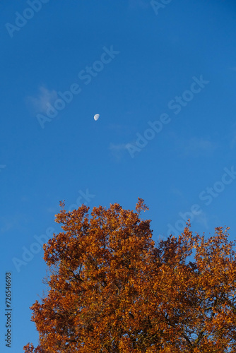 La lune blanche dans le ciel en automne