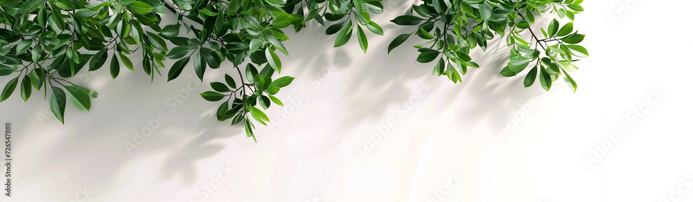 Lush green leaves casting intricate shadows on a bright, isolated on a white background