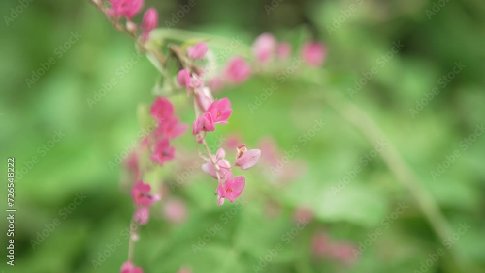 Macro detail of a beautiful pink flower being pollinated by small insects, in the Parque da Cidade protected area, within the Atlantic Forest biome. Niterói, Rio de Janeiro, Brazil Macro detail of a beautiful pink flower being pollinated by small insects, in the Parque da Cidade protected area, within the Atlantic Forest biome. Niterói, Rio de Janeiro, Brazil