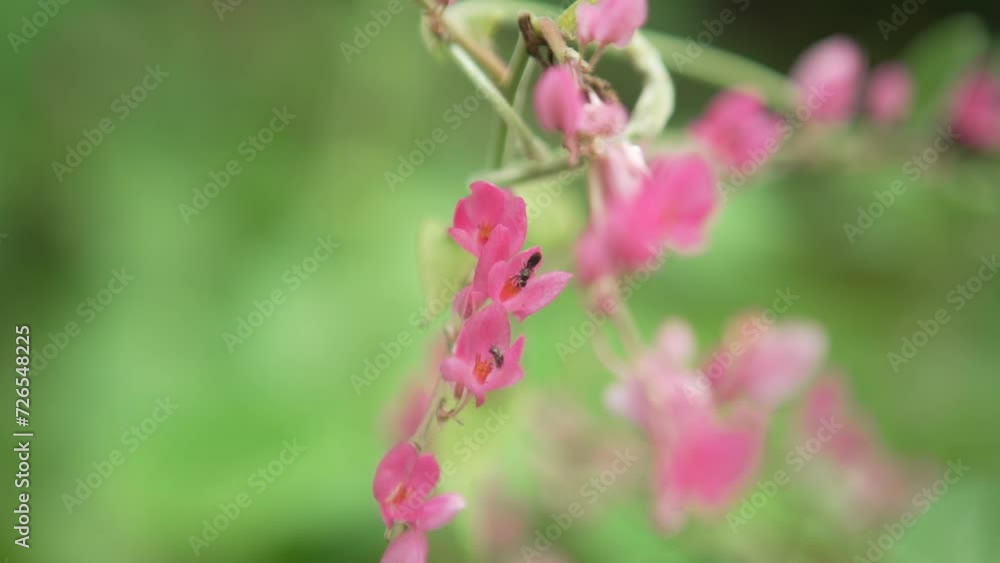 Macro detail of a beautiful pink flower being pollinated by small insects, in the Parque da Cidade protected area, within the Atlantic Forest biome. Niterói, Rio de Janeiro, Brazil Macro detail of a beautiful pink flower being pollinated by small insects, in the Parque da Cidade protected area, within the Atlantic Forest biome. Niterói, Rio de Janeiro, Brazil