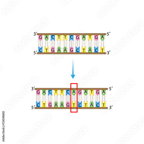 Insertion mutation, involves the addition of one or more nucleotides into a segment of DNA. Changing sequence of G and C, T and A on DNA strand. Genomics, Scientific design, Vector illustration.