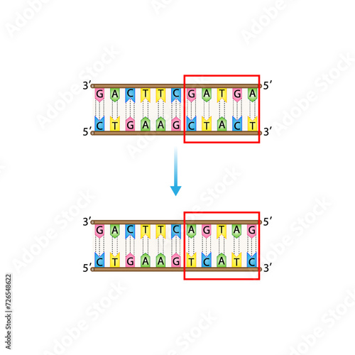 Inversion mutation, section of DNA Genomics breaks away from a chromosome and then reattaches to the chromosome in reversed order Scientific design, Vector illustration.