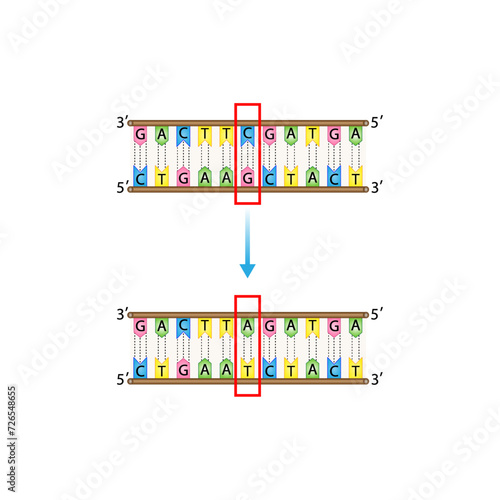 Substitution mutation, error during DNA replication, one nucleotide is replaced by a different nucleotide. Genomics, Scientific design, Vector illustration.