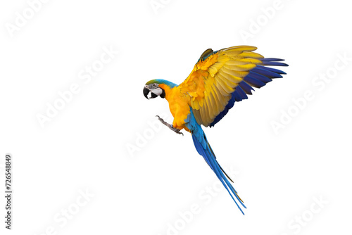 Colorful flying Blue and Gold Macaw parrot isolated on transparent background png file