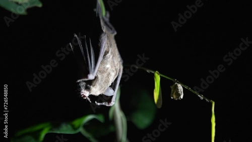 A research biologist holds a small bat at night during a fauna survey in Parque da Cidade, a protected area in the city of Niterói. Rio de Janeiro, Brazil