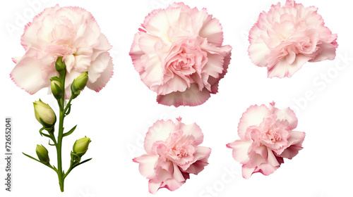 Carnation Collection: 3D Digital Art Flowers, Buds, and Leaves Isolated on Transparent Background for Perfume and Garden Designs - Top View Flat Lay PNG