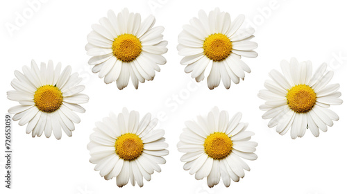 Chamomile Collection: 3D Digital Art of Flowers, Buds, and Leaves, Isolated on Transparent Background for Perfume, Essential Oil, and Garden Designs - Top View, Flat Lay PNG © sunanta