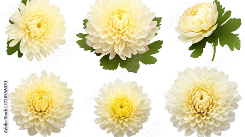 Chrysanthemum Flowers, Buds, and Leaves in Stunning 3D Digital Art, Isolated on Transparent Background for Perfume and Garden Designs.
