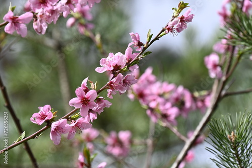 Fleurs de cerisiers au Printemps