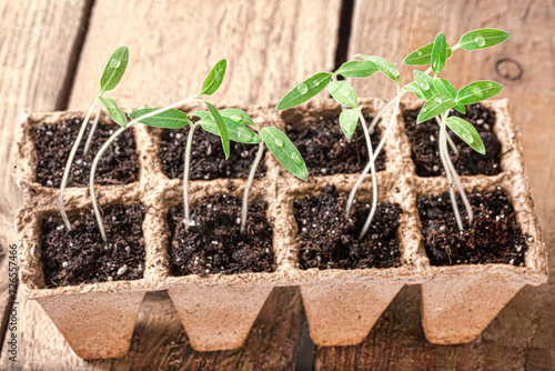 Photography Tomato seedlings