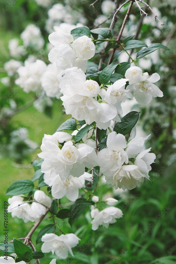 branch with white jasmine flowers close-up, floral background, postcard branch with white jasmine flowers close-up, floral background, postcard