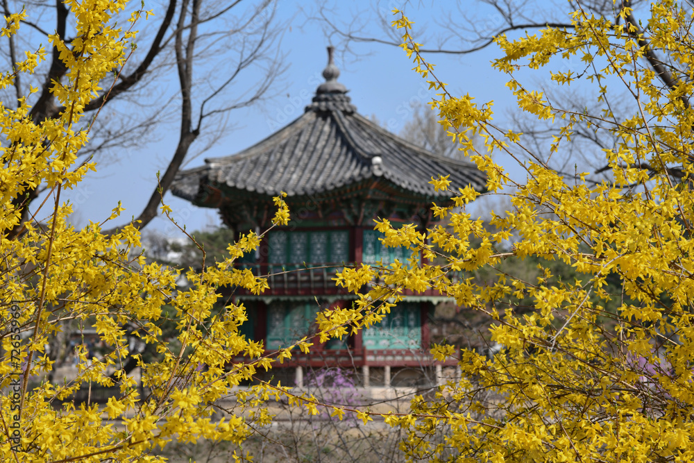 Fototapeta premium 서울 경복궁의 봄