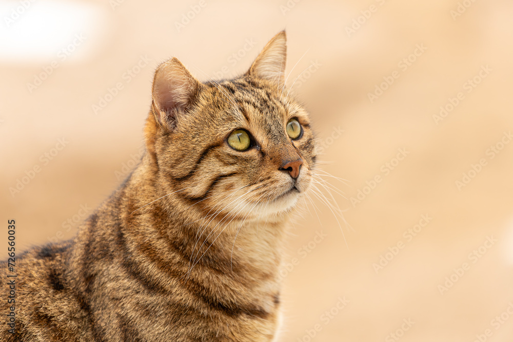 The cat looks to the side on a beige background. Portrait of a fluffy brown cat with green eyes in nature, close-up.