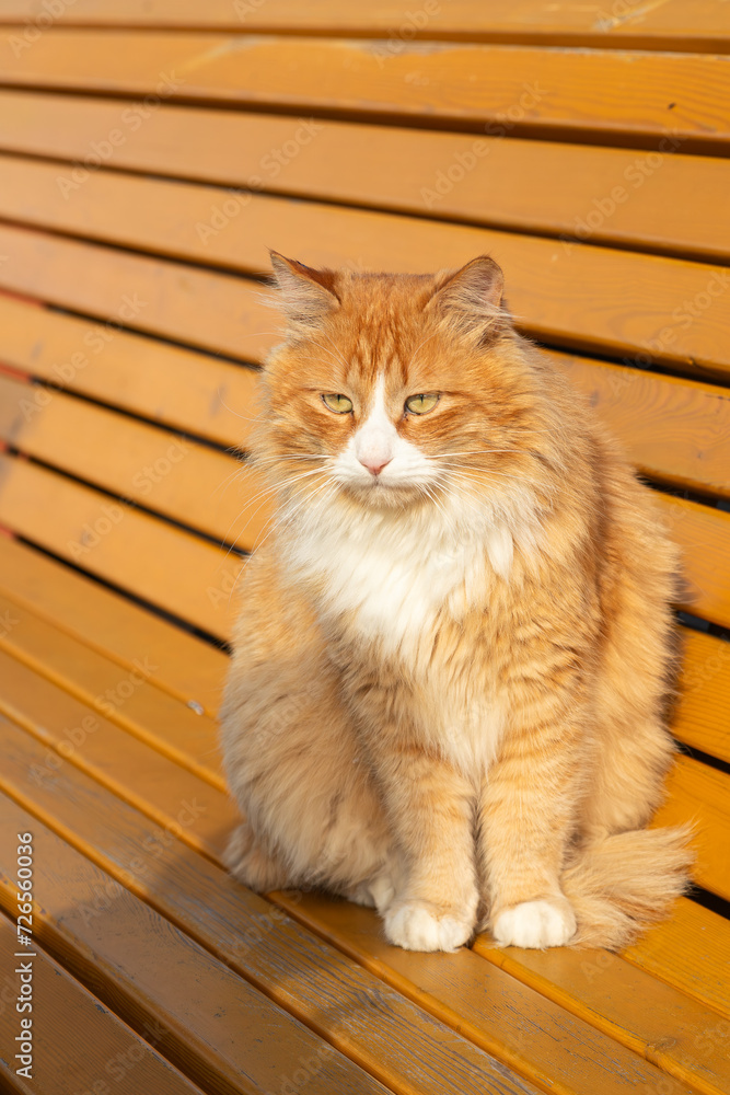 A  orange and white cut cat looks calmly and sits  on bench  on a warm summer day