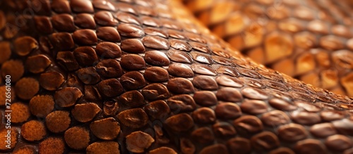 Detailed close-up of snake skin texture for wallpaper and background.