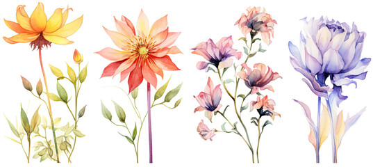 a set of four watercolor flowers. Isolated on white background
