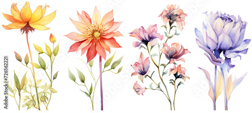 a set of four watercolor flowers. Isolated on white background
