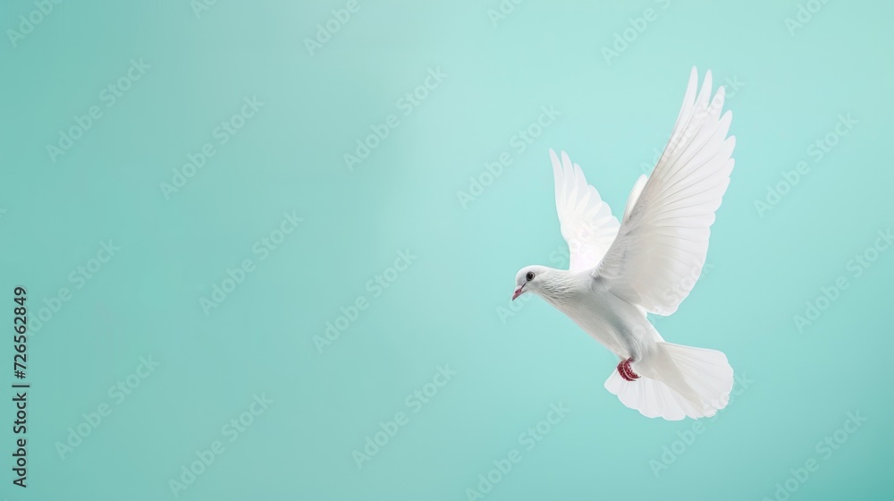 White Dove flying on pastel blue background. Copy space for text